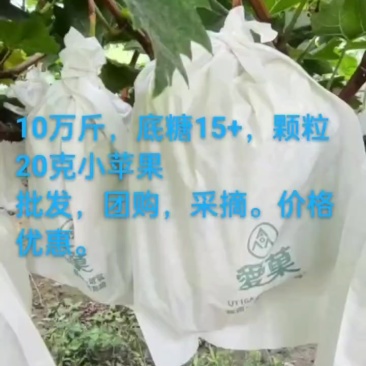 阳光给钱就卖