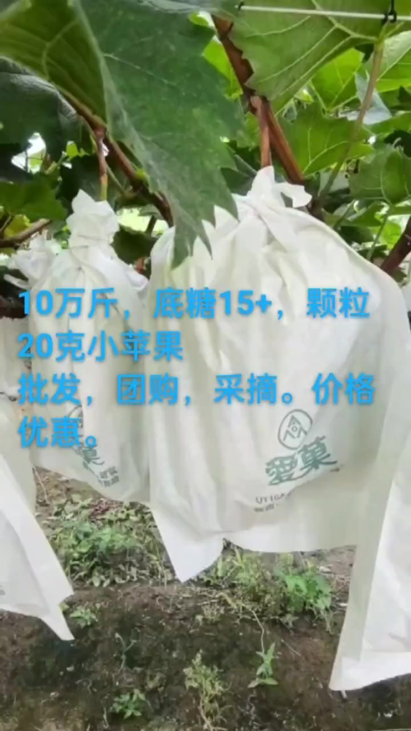 阳光给钱就卖