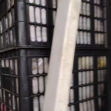 河北泊头皇冠鸭梨