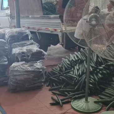 贵州黄瓜，精品电商黄瓜，现货30吨可走车批发