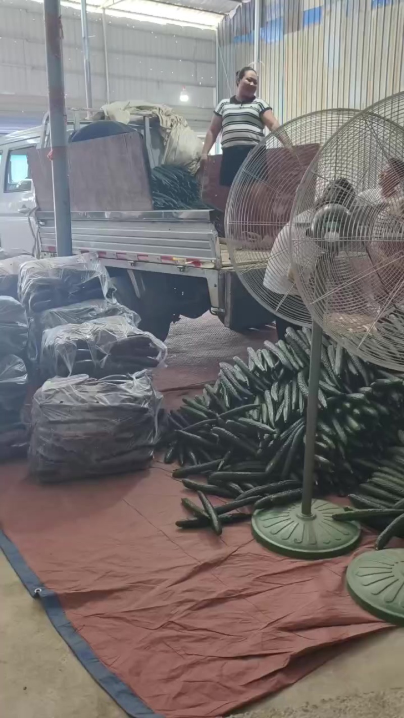 贵州黄瓜，精品电商黄瓜，现货30吨可走车批发