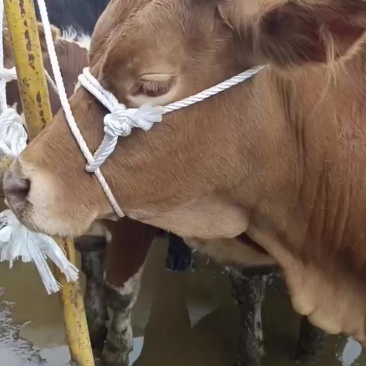 肉牛肥母牛