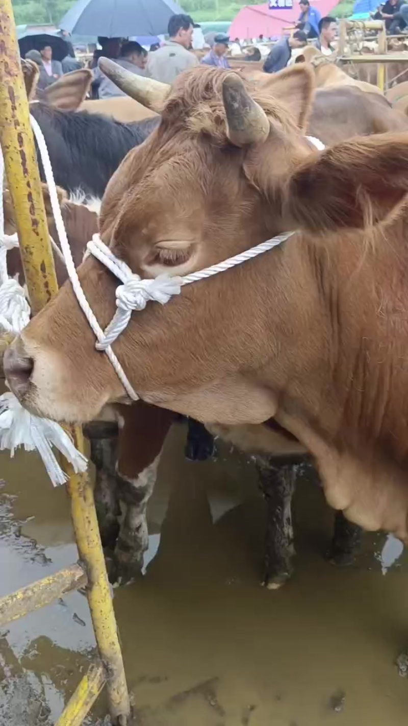 肉牛肥母牛