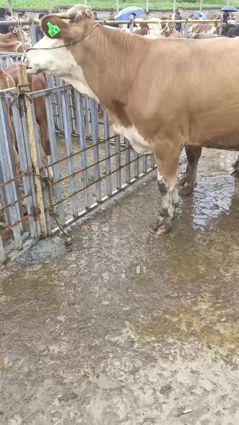 肉牛肥母牛