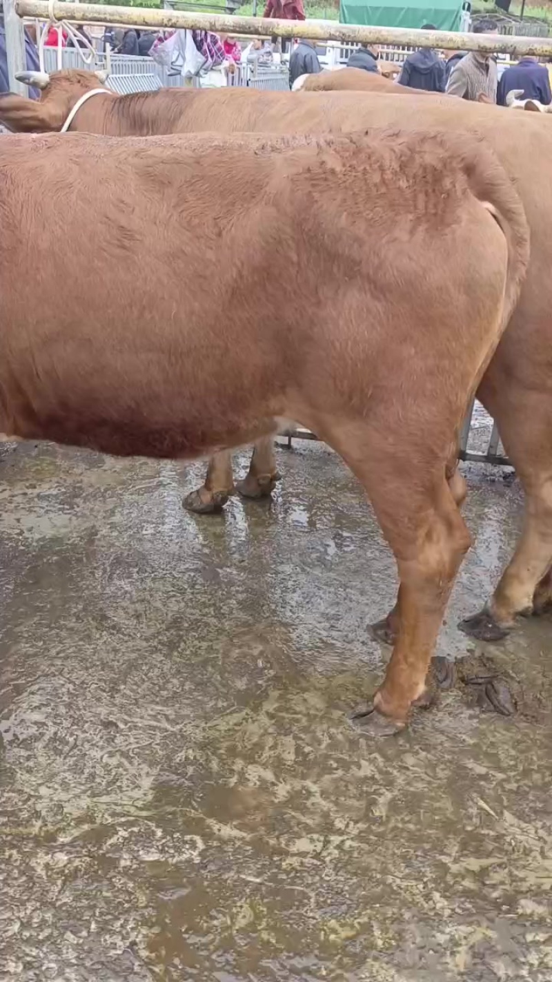 肉牛肥母牛