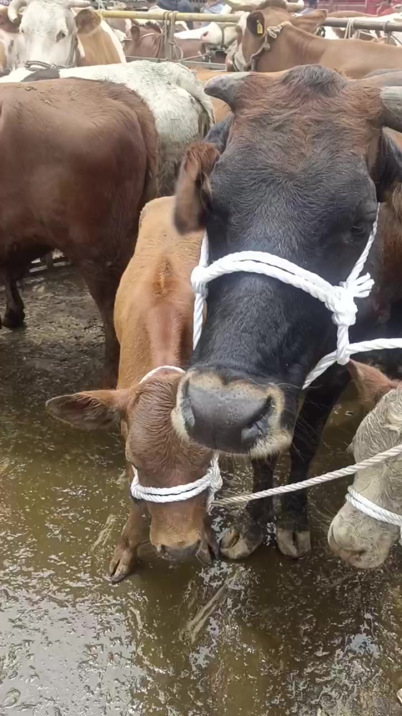肉牛肥母牛