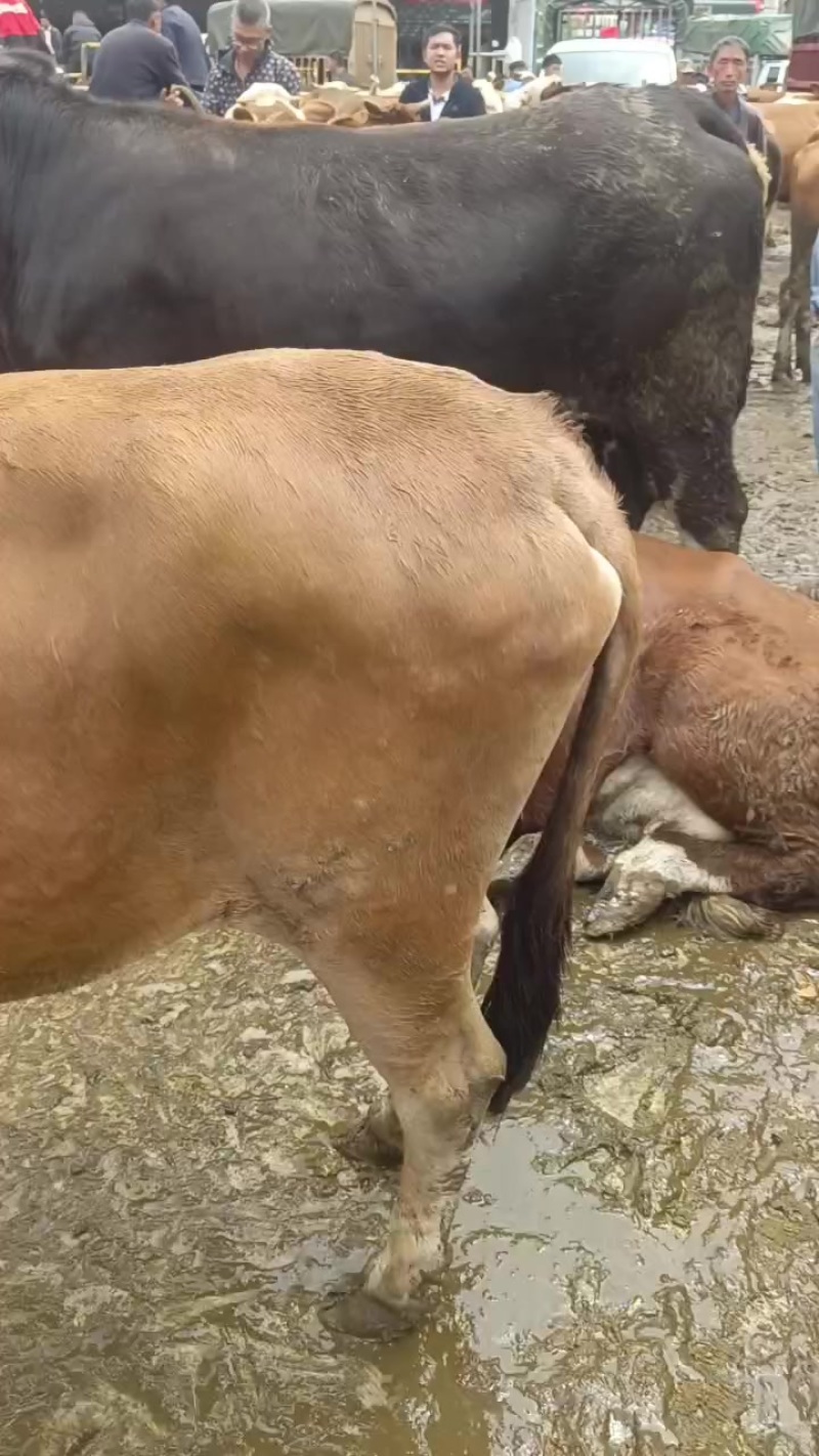 肉牛肥母牛