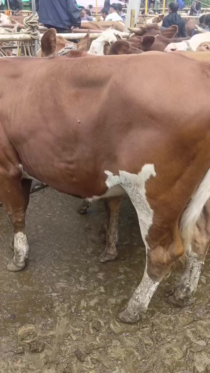 肉牛肥母牛