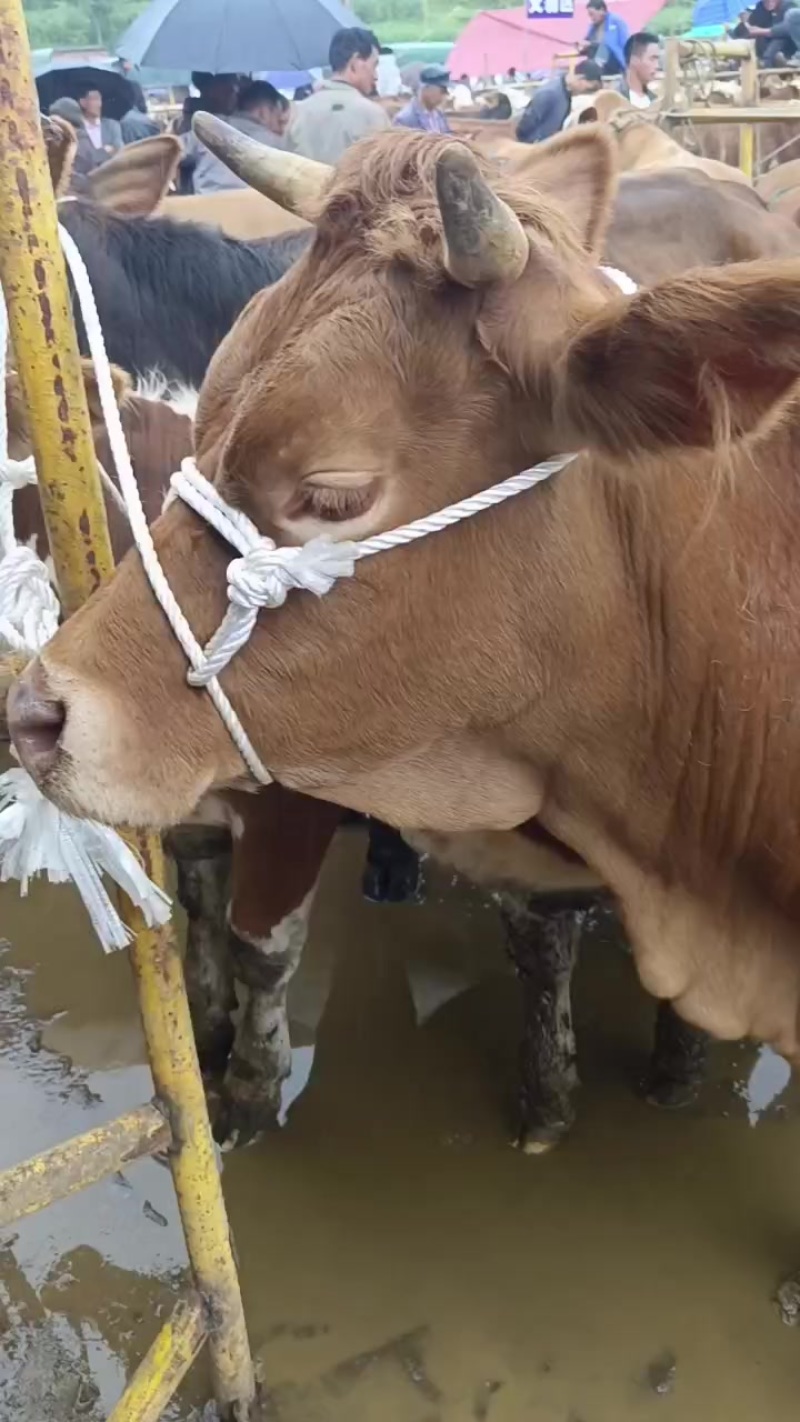 肉牛肥母牛