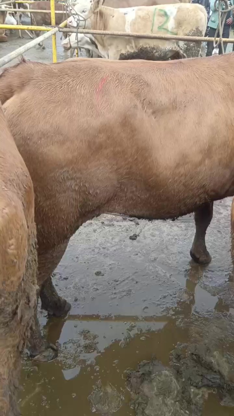 肉牛肥母牛