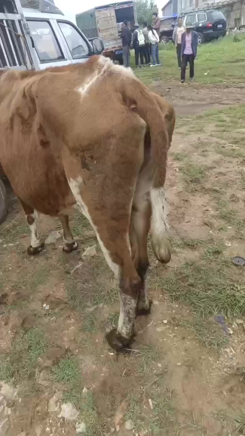 肉牛肥母牛