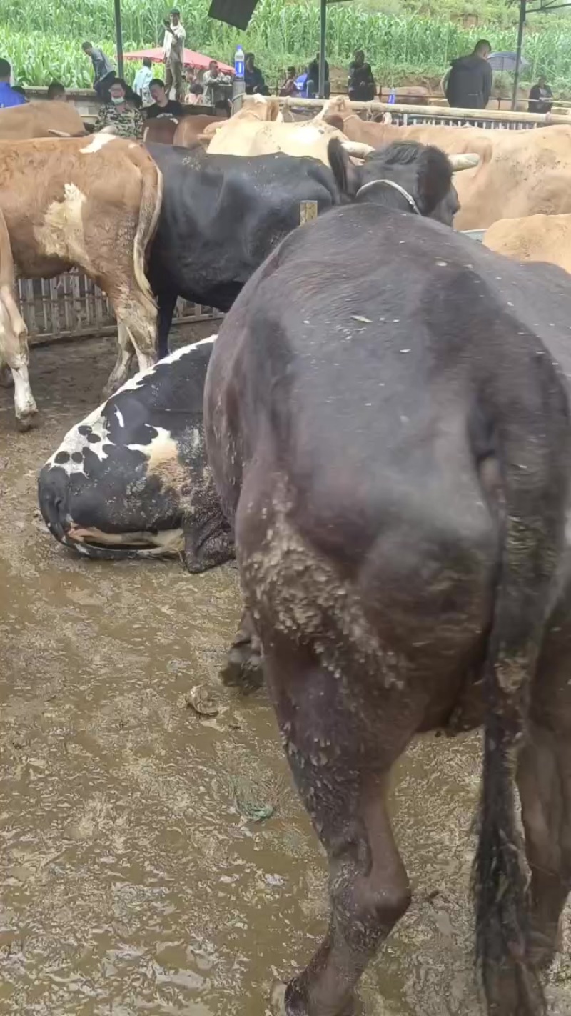 肉牛肥母牛