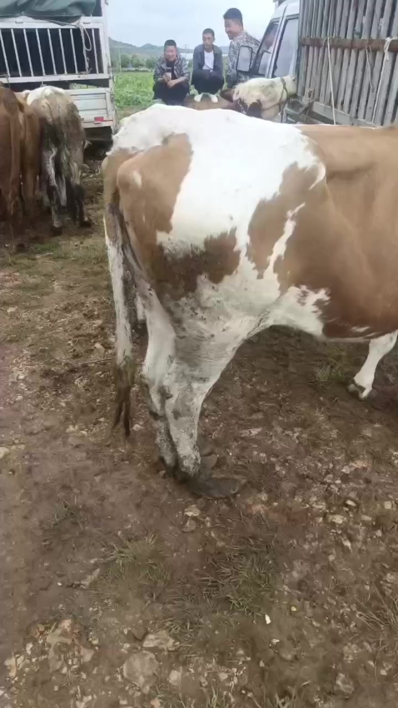 肉牛肥母牛