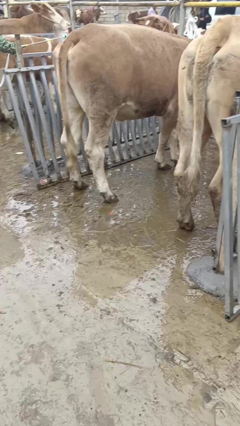 肉牛肥母牛