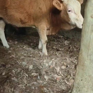 活牛