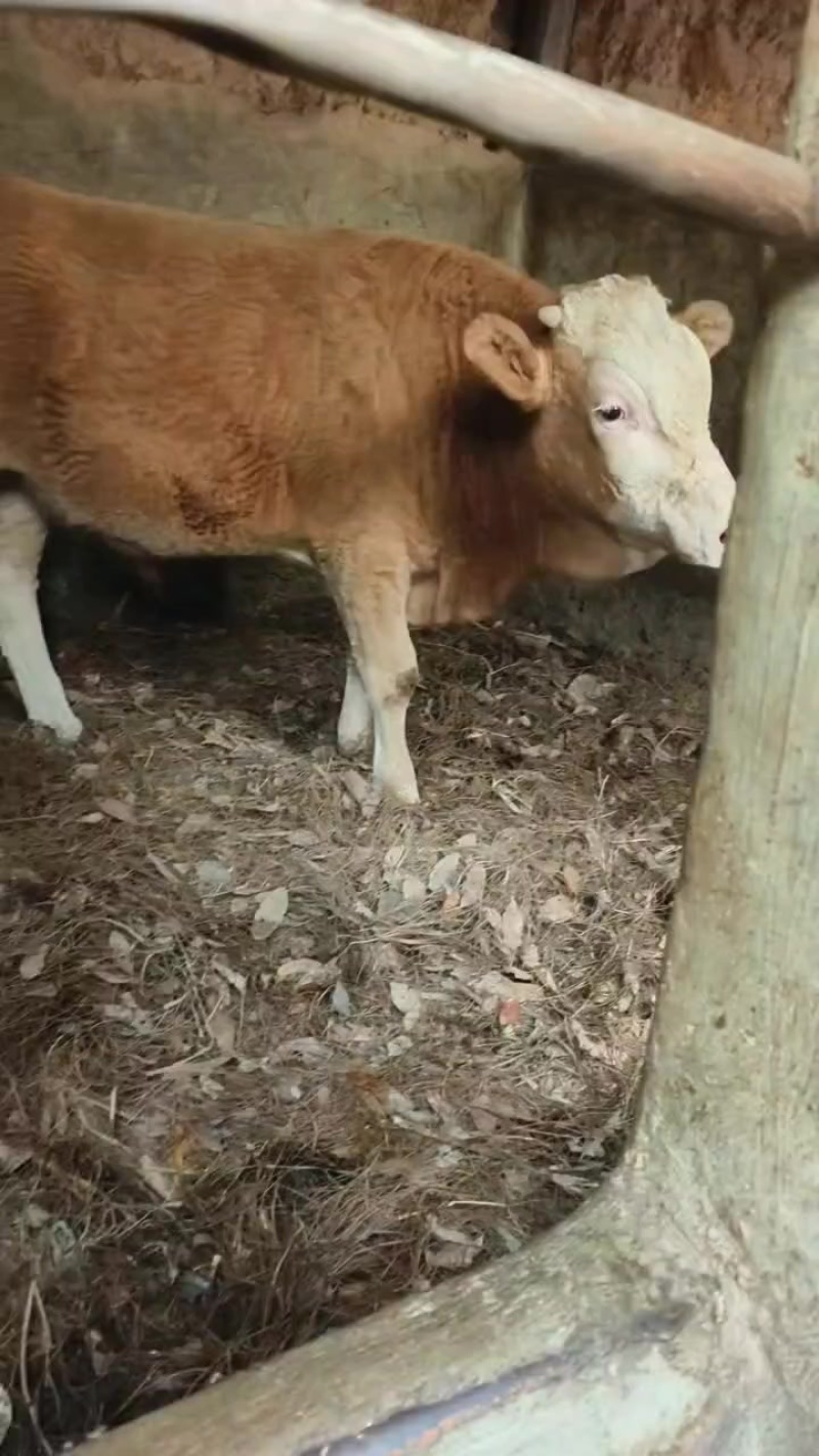 活牛