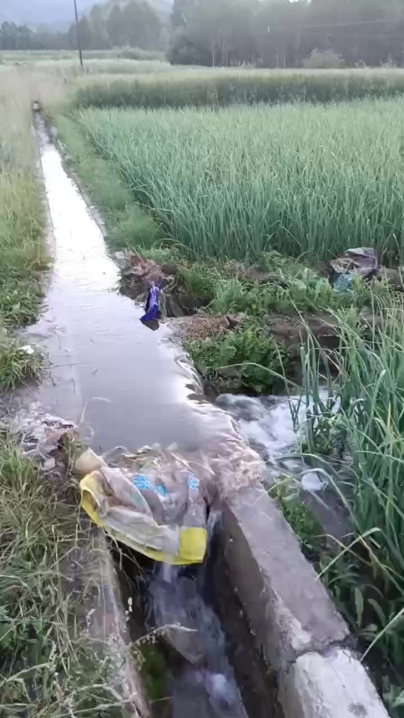几十万斤白根蒜苗