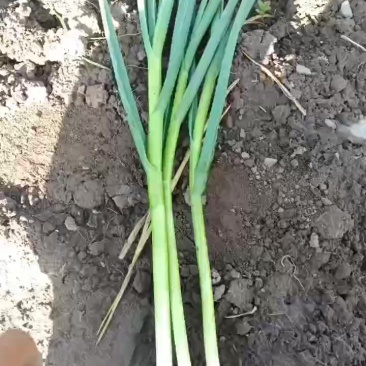 几十万斤白根蒜苗