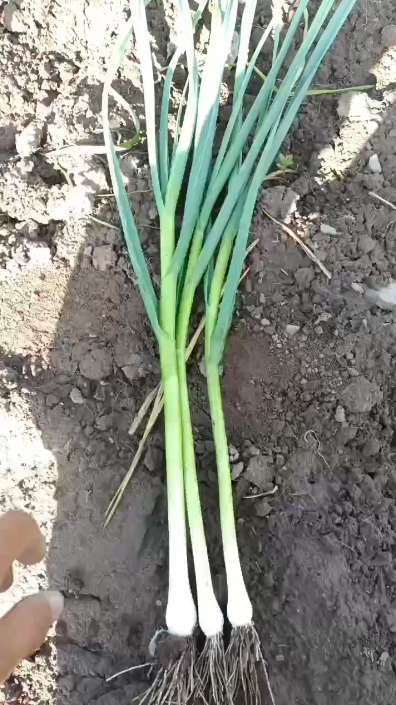 几十万斤白根蒜苗