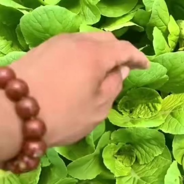 精品快菜