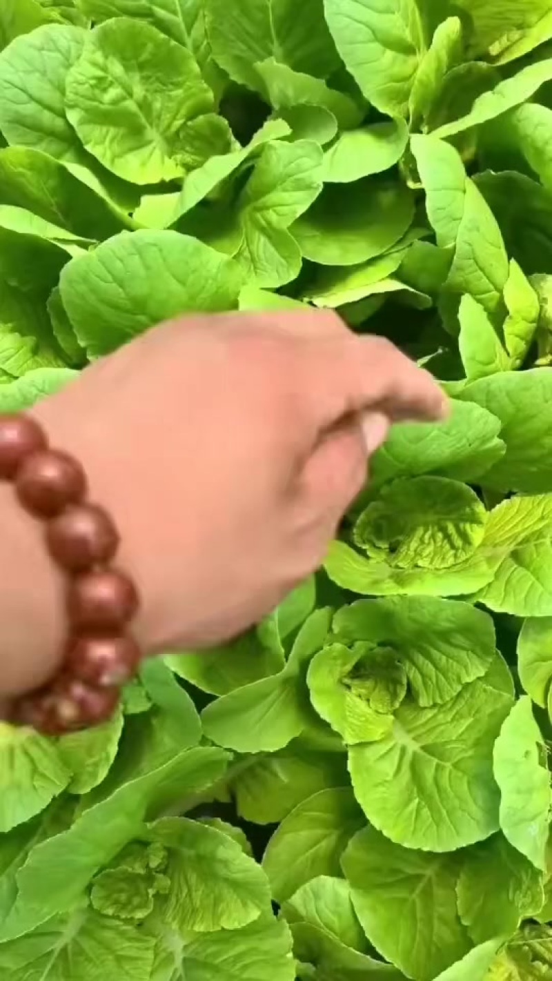 精品快菜