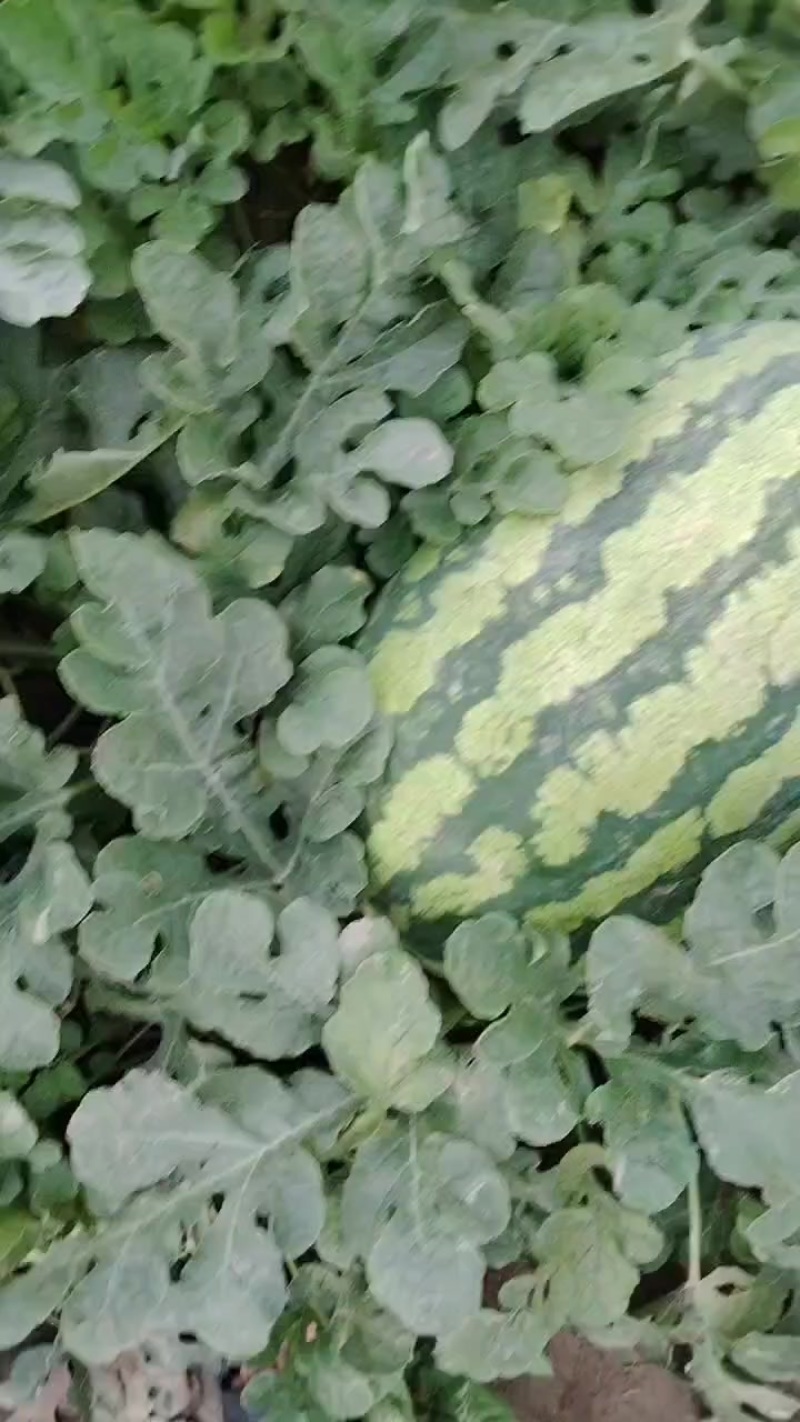 金城武西瓜