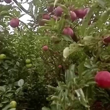 辽宁营口中秋红脆李子