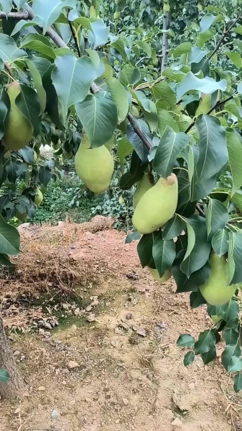 贵妃梨，质量有保证，口感细腻