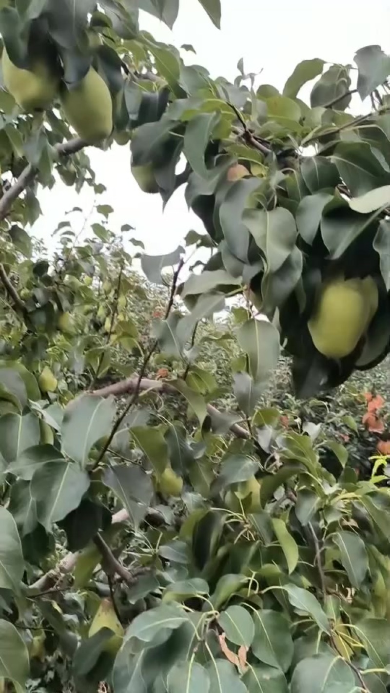 贵妃梨，质量有保证，口感细腻