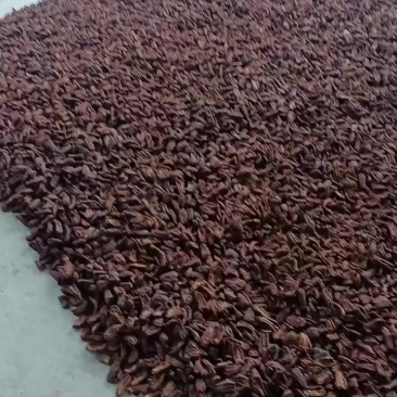 药用邹皮木瓜