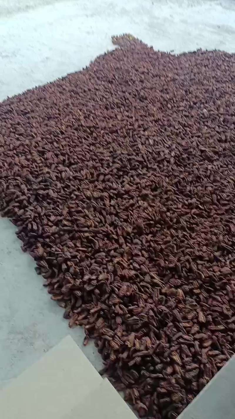 药用邹皮木瓜