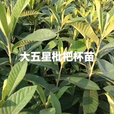 无纺布大五星枇杷杯苗