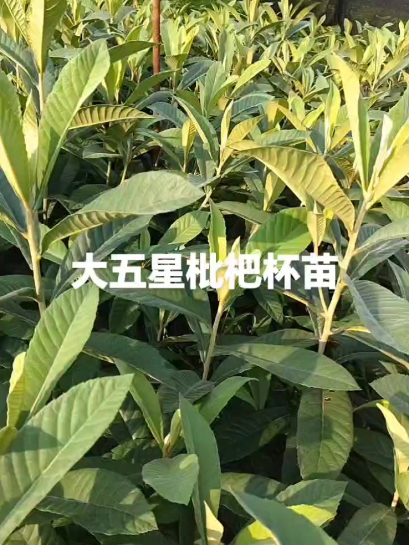 无纺布大五星枇杷杯苗