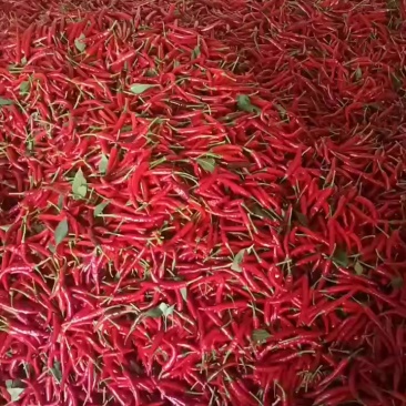艳红辣椒