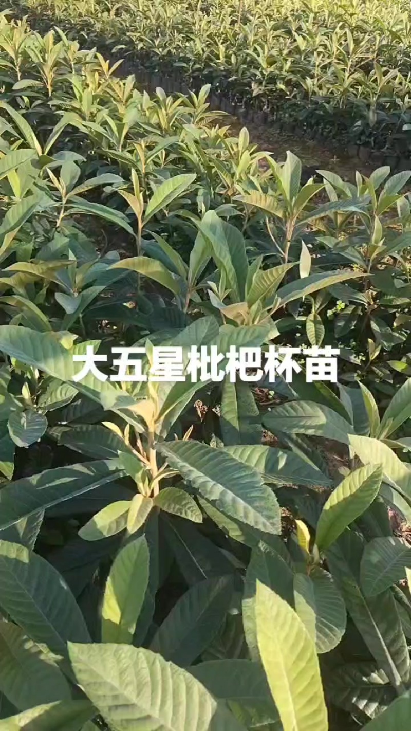 无纺布大五星枇杷杯苗