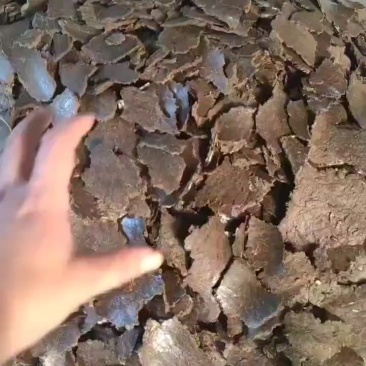 棉籽饼