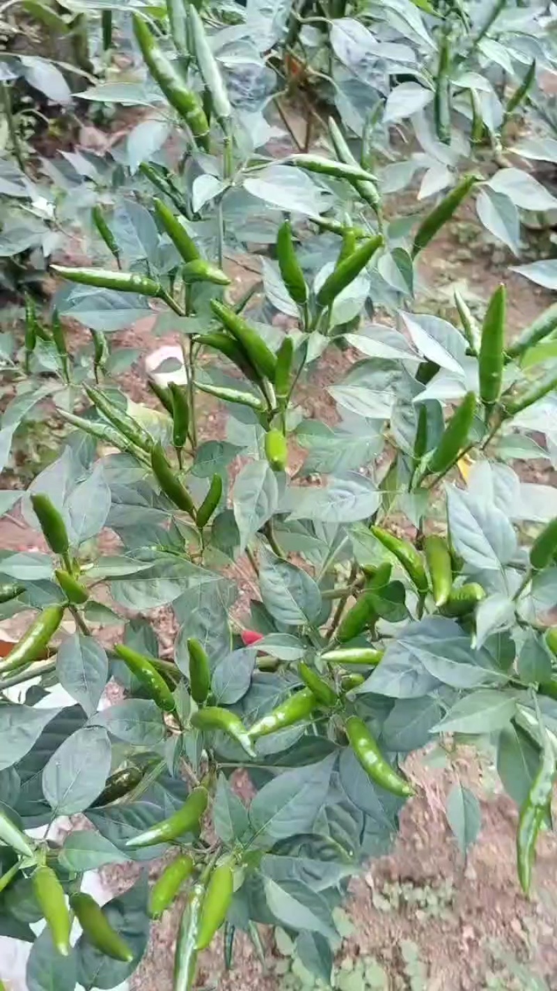 辣椒