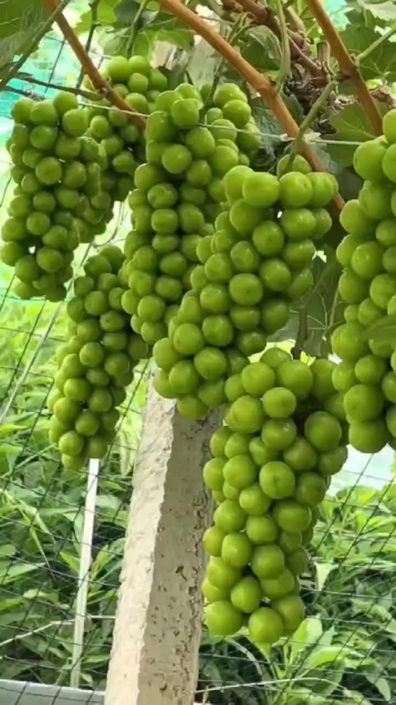 阳光给钱就卖