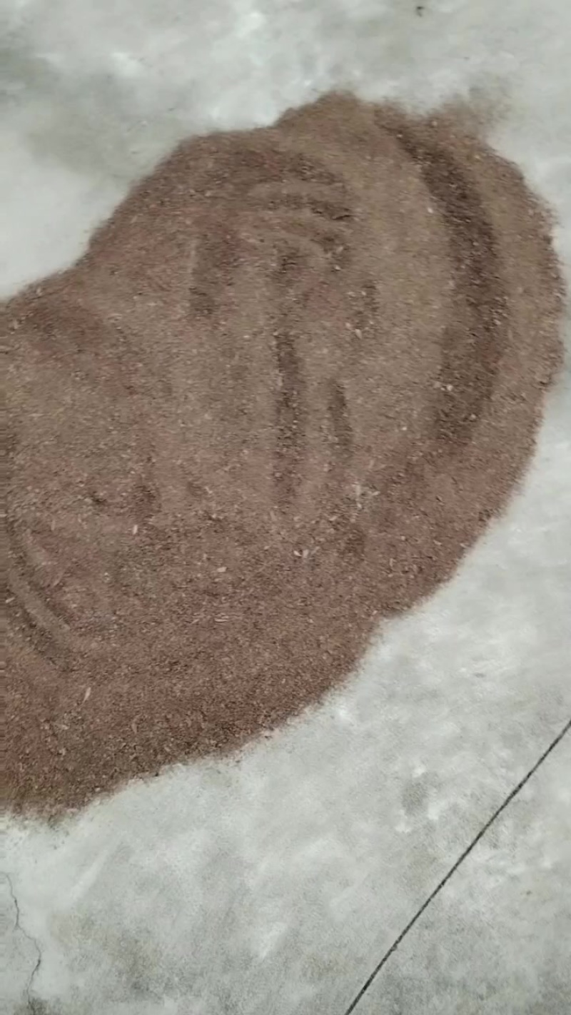 博落回种子