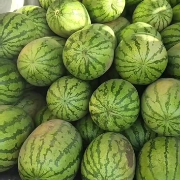 河套平原上的大西瓜