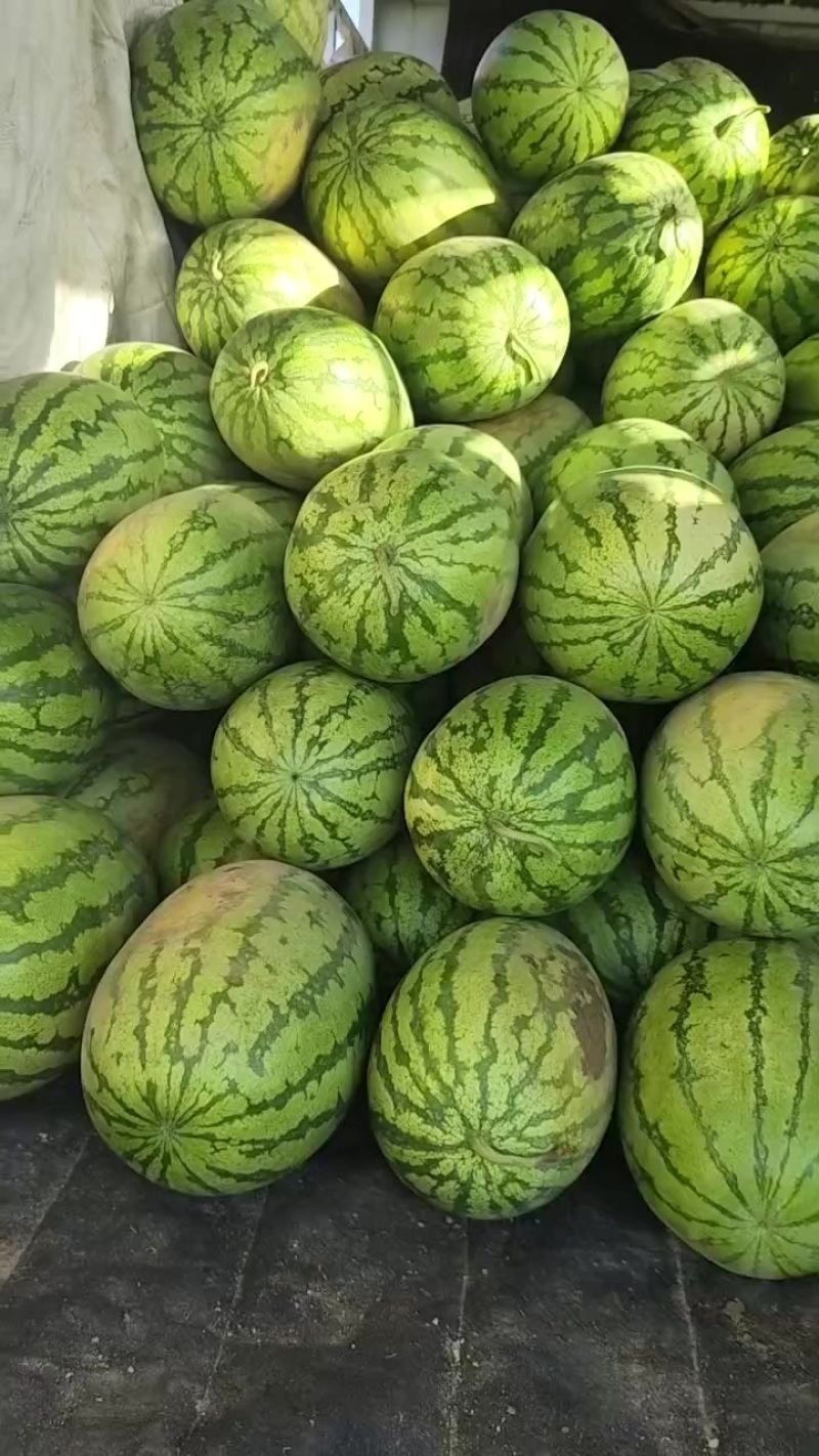 河套平原上的大西瓜