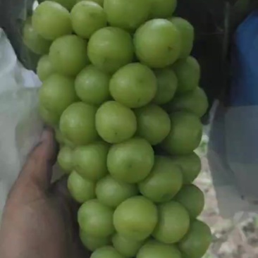 阳光玫瑰。