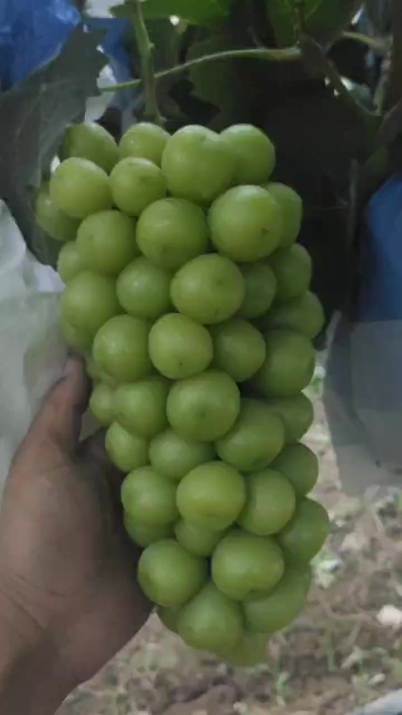 阳光玫瑰。