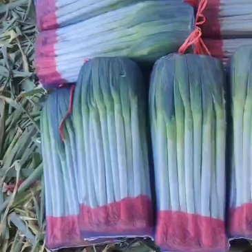 精品高原大葱