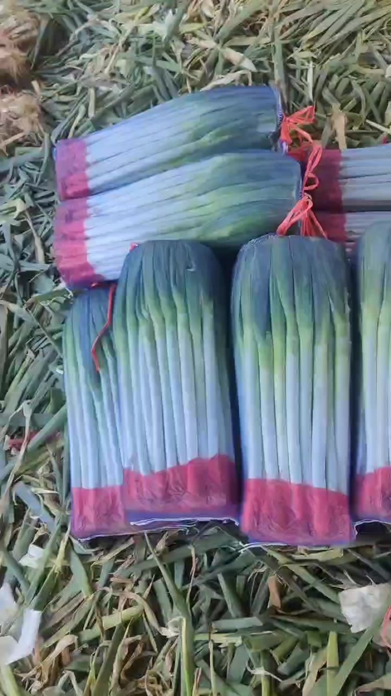 精品高原大葱