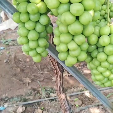 阳光玫瑰葡萄