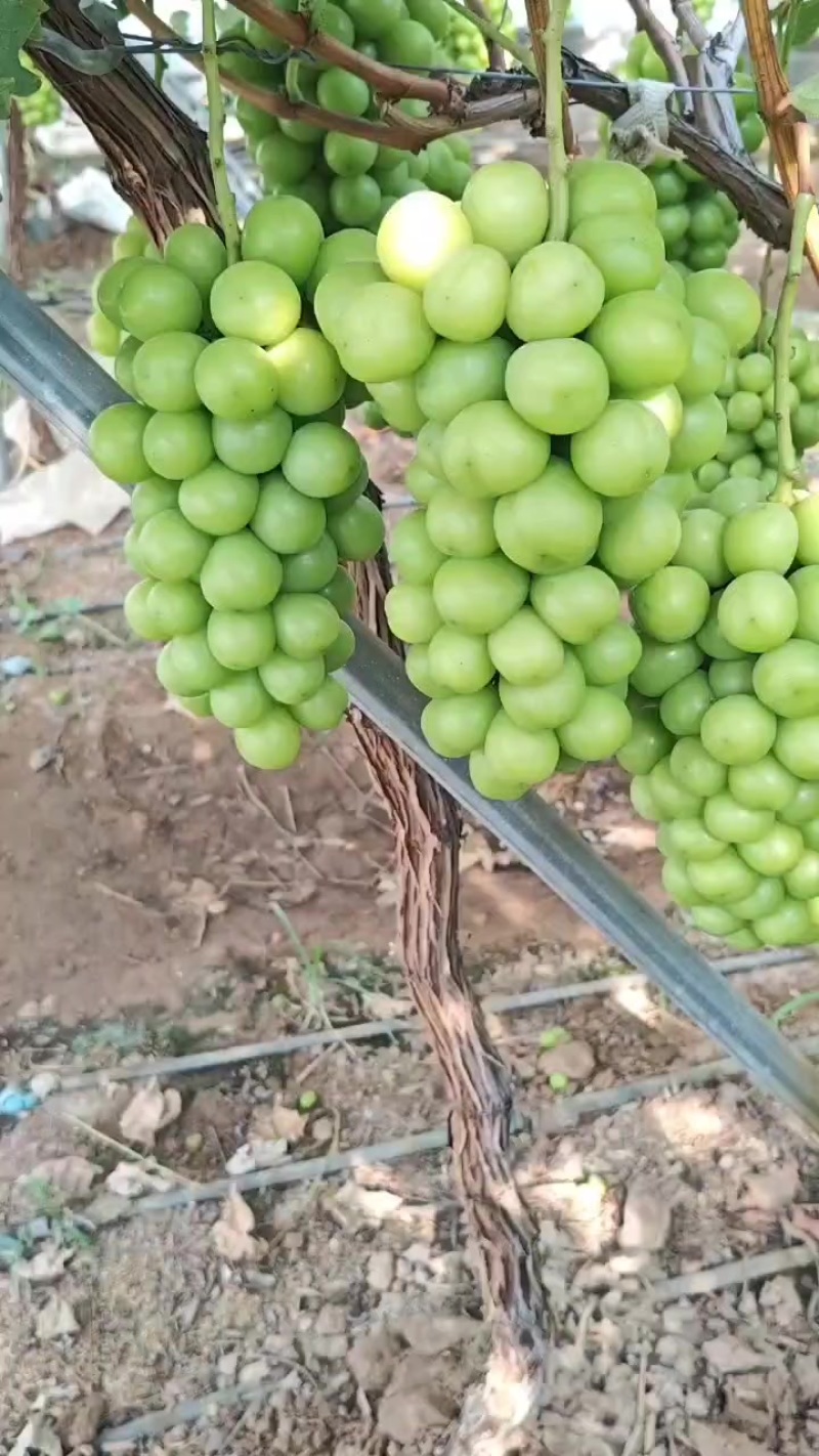 阳光玫瑰葡萄