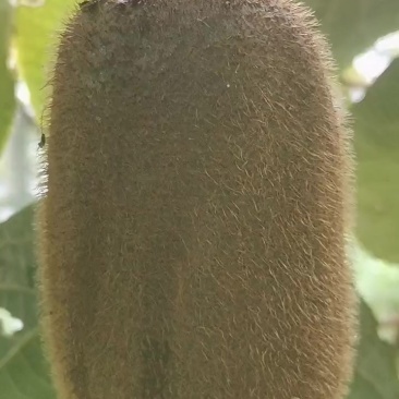 贵长猕猴桃