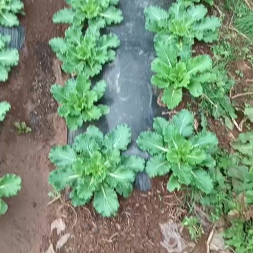 绍菜