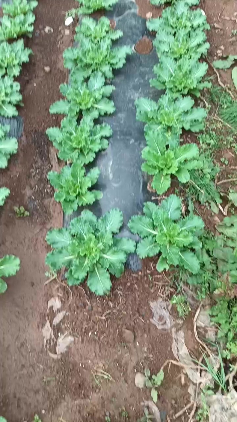 绍菜